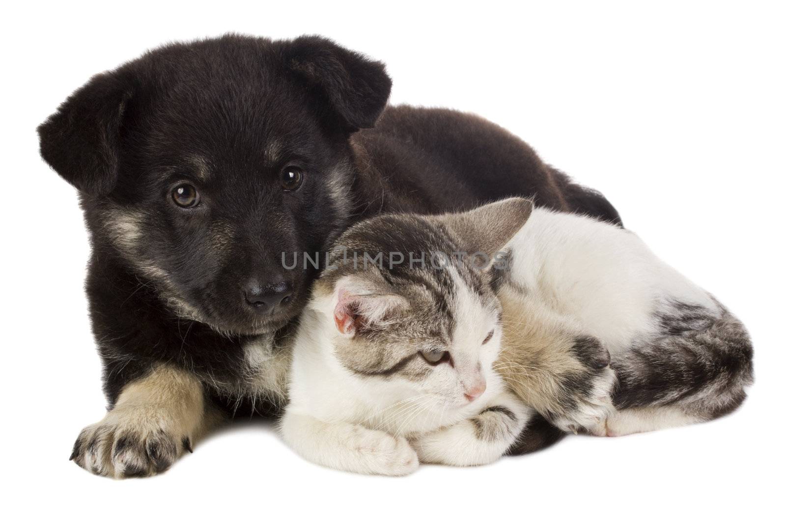 puppy and cat by Alekcey