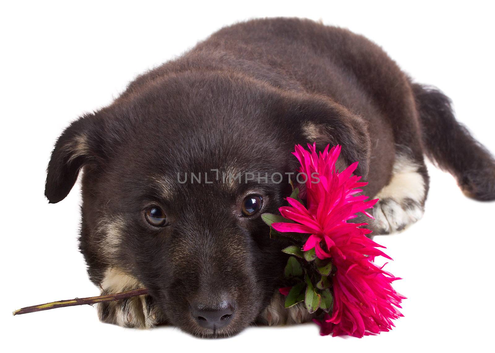 puppy holding flower by Alekcey