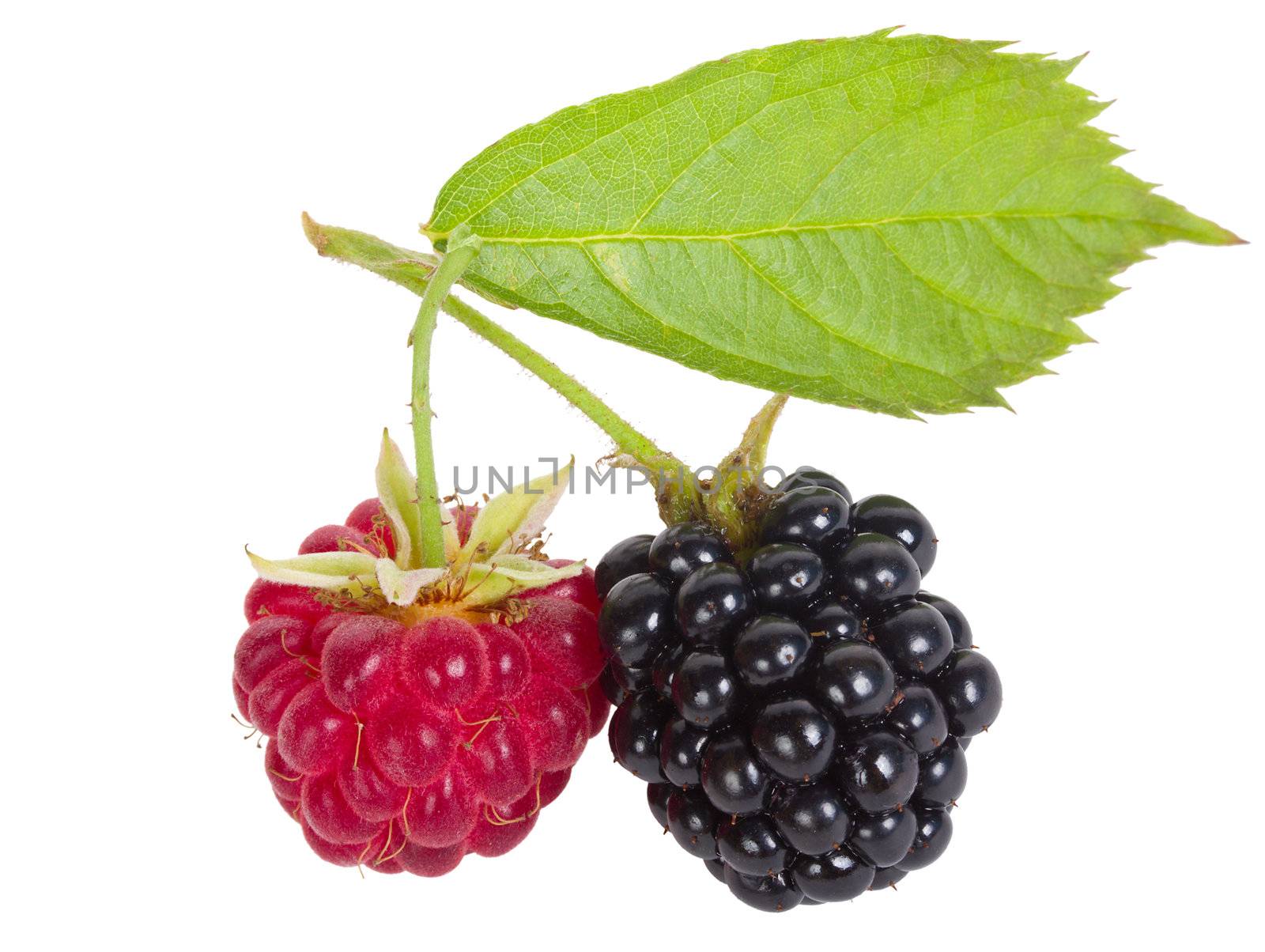 close-up raspberry and blackberry, isolated on white