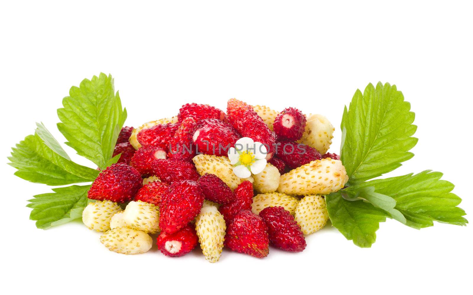 wild strawberries with flower and leaves by Alekcey