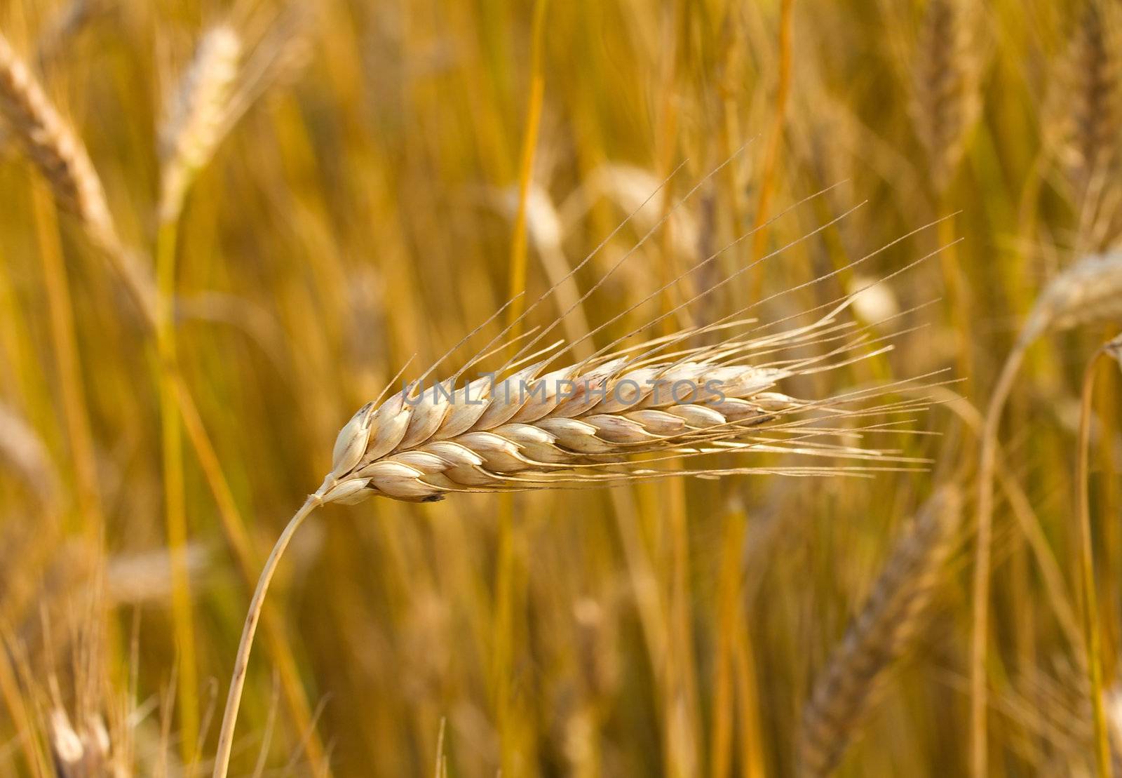 close-up ripe ear of wheat  in field