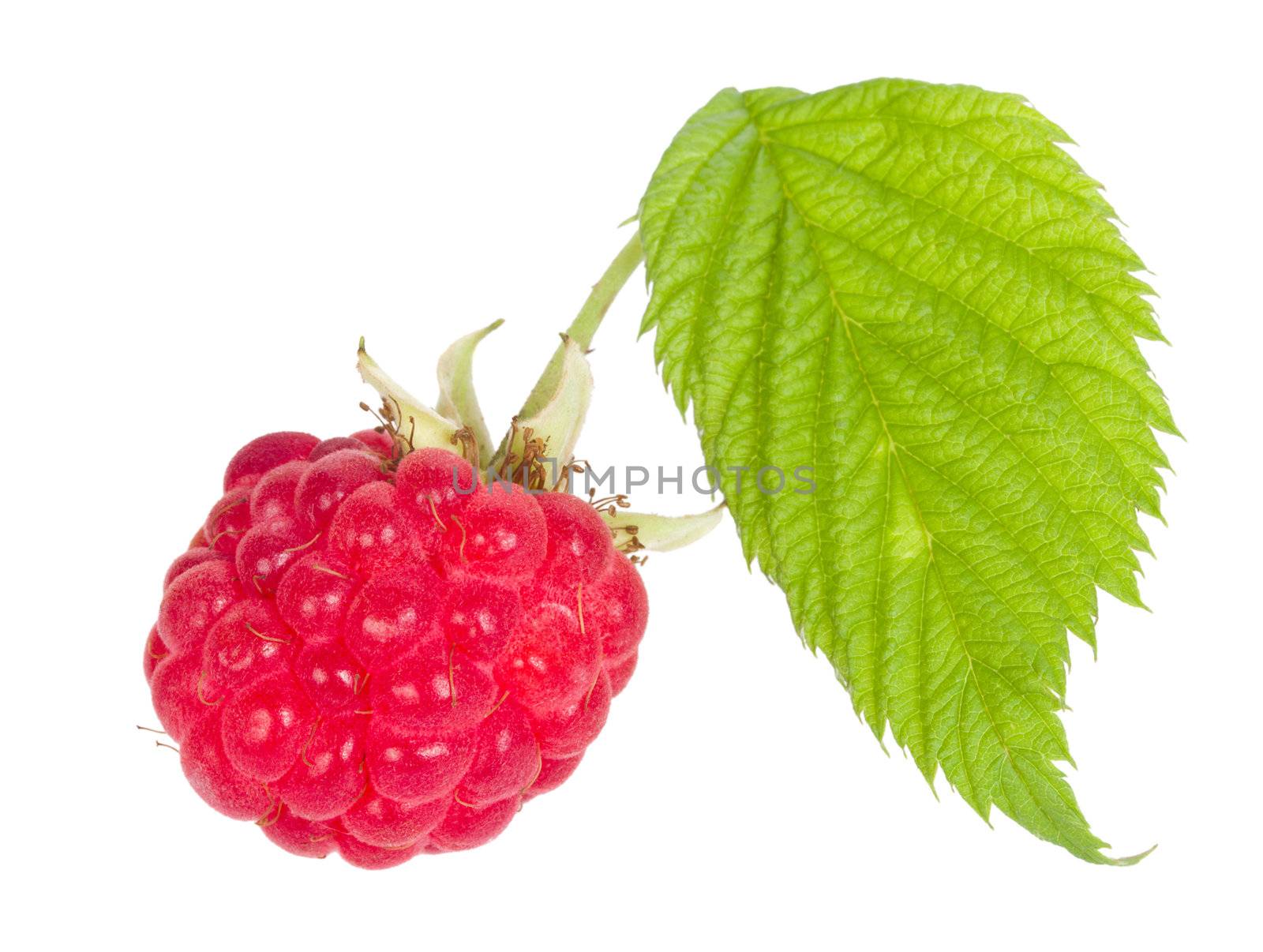 close-up ripe raspberry with leaves, isolated on white