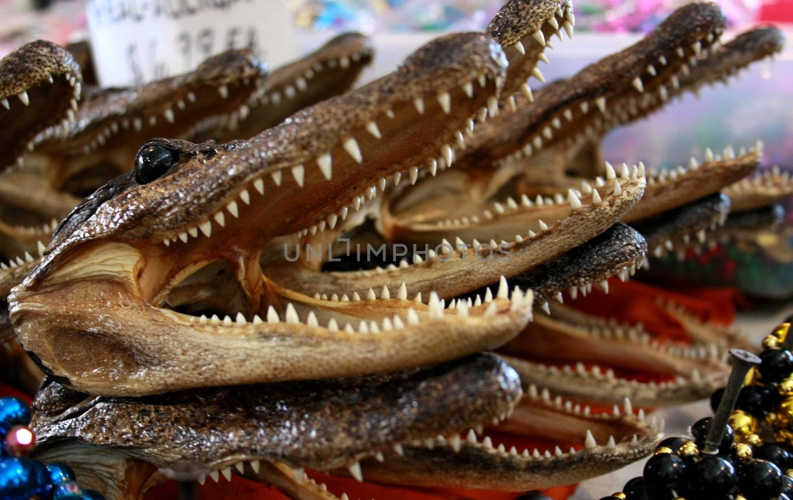 A pile of Alligator heads for sale in New Orleans