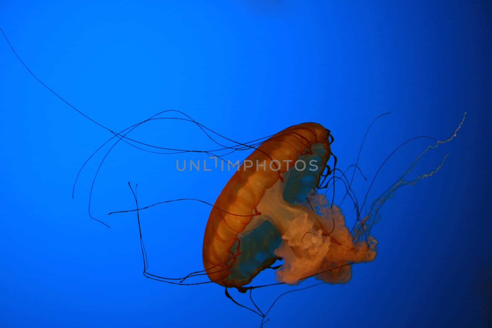 An orange jellyfish against a blue background