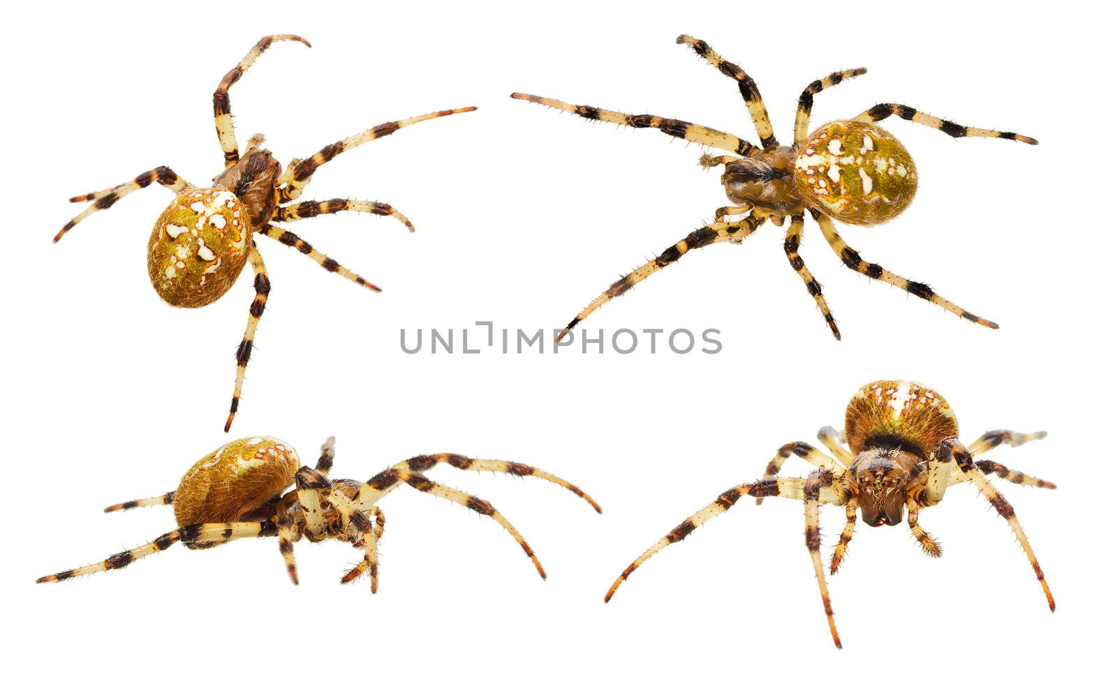 close-up spiders collection, isolated on white