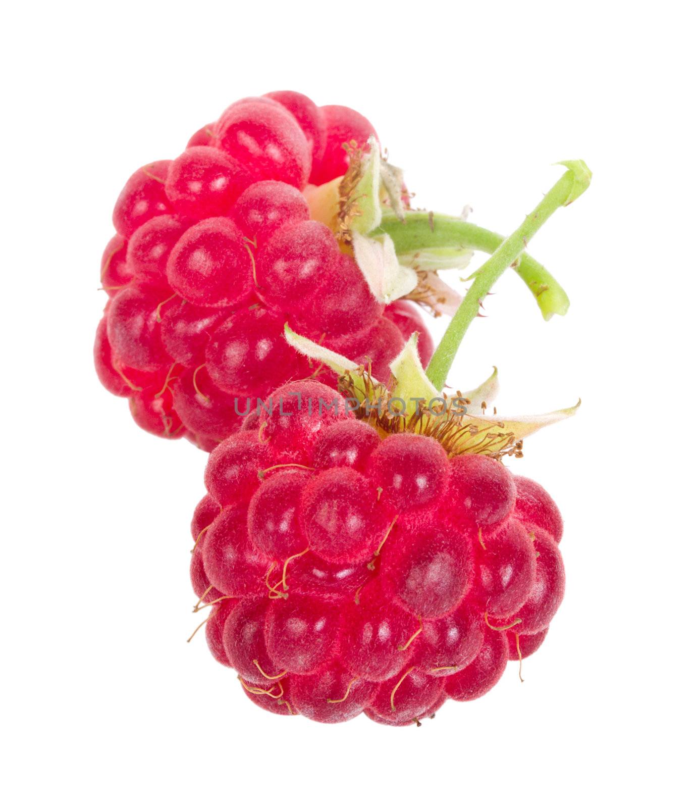 two ripe raspberries, isolated on white