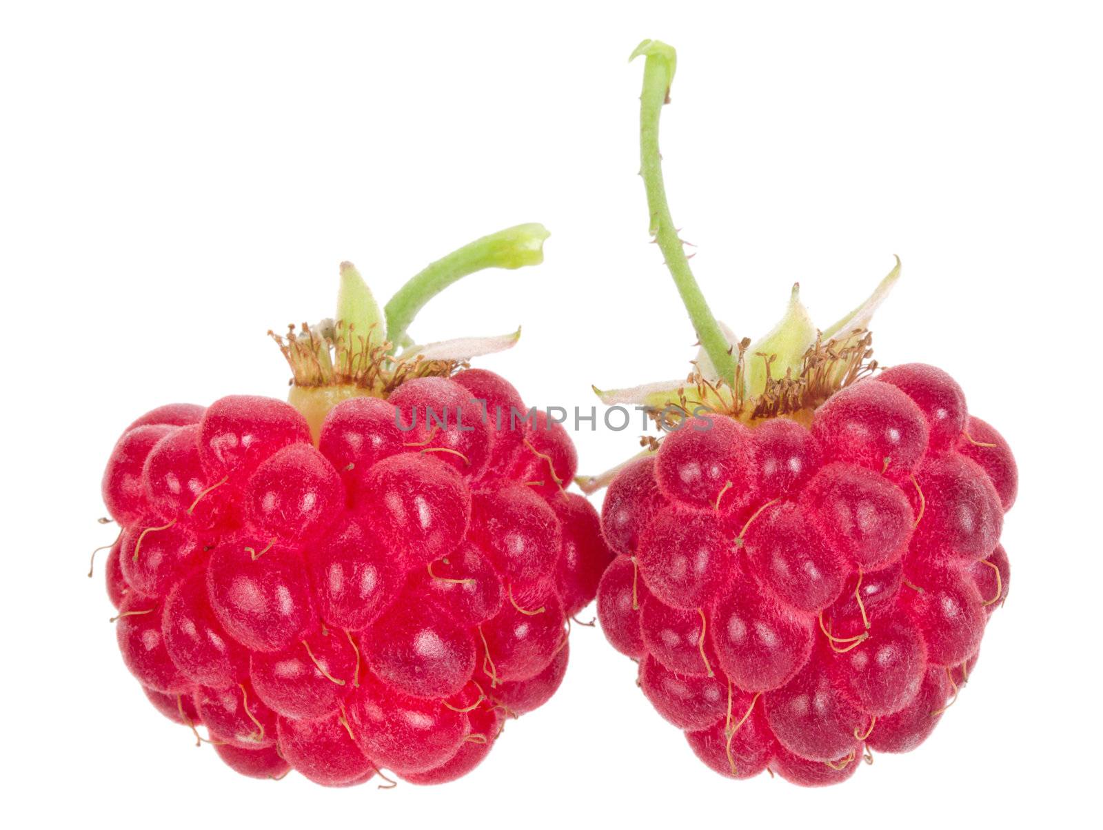 two ripe raspberries, isolated on white