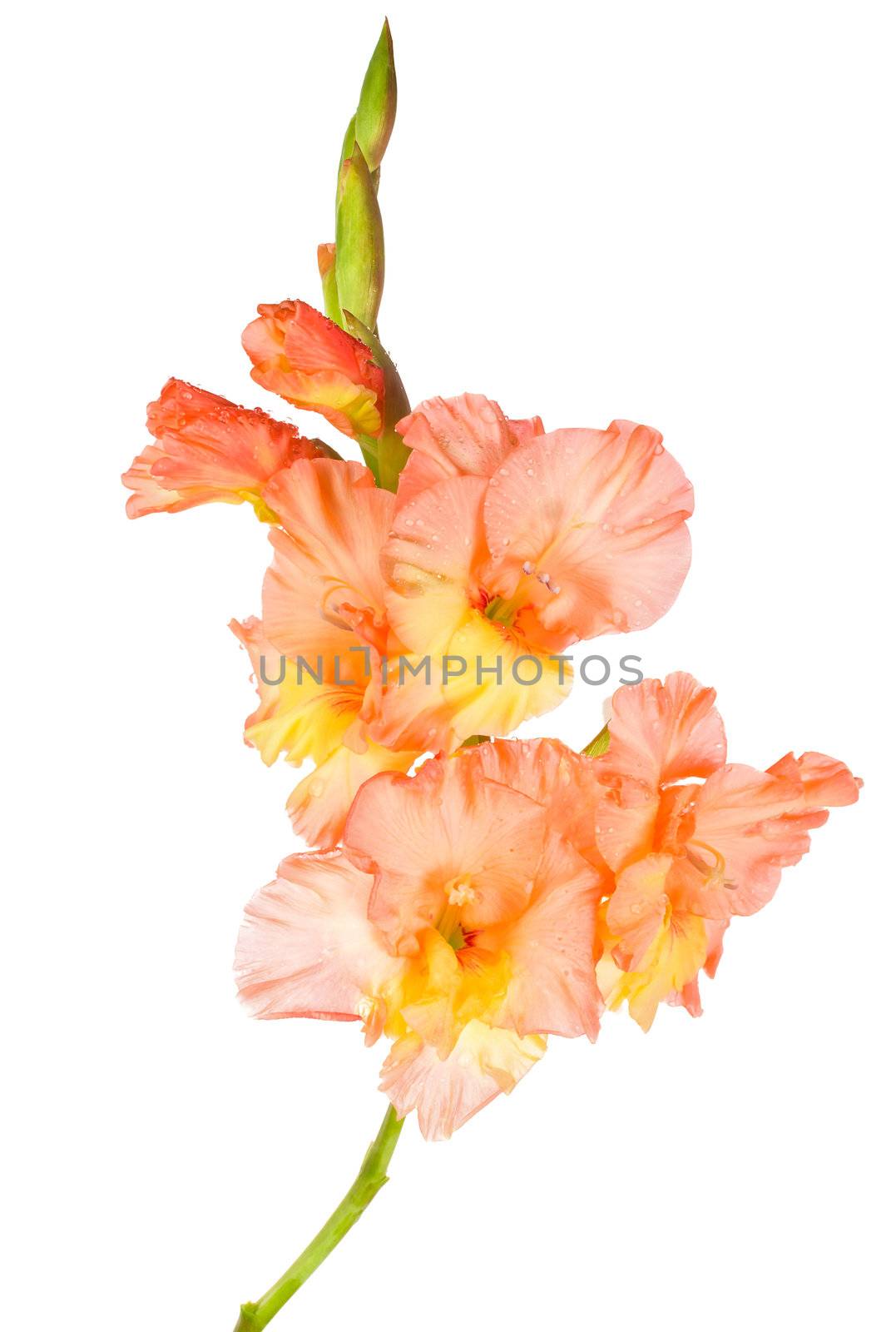 wet gladiolus flower  by Alekcey