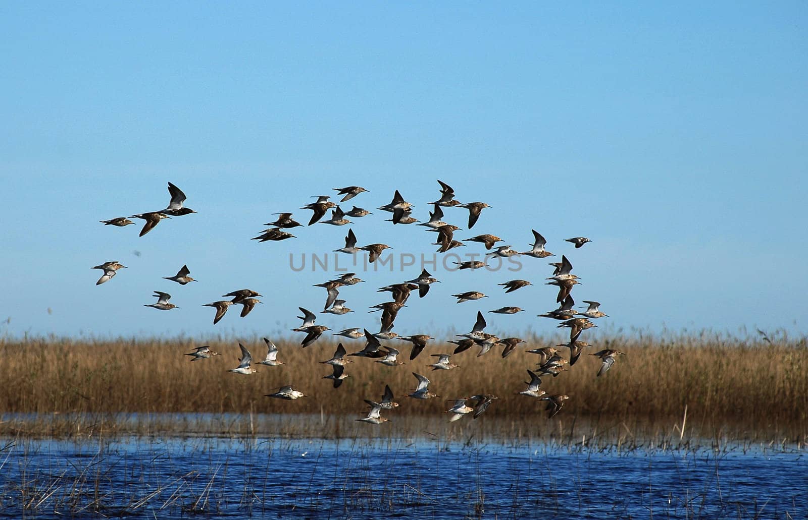 The flight, flying over lake, sandpipers. The Ruff (Philomachus pugnax)