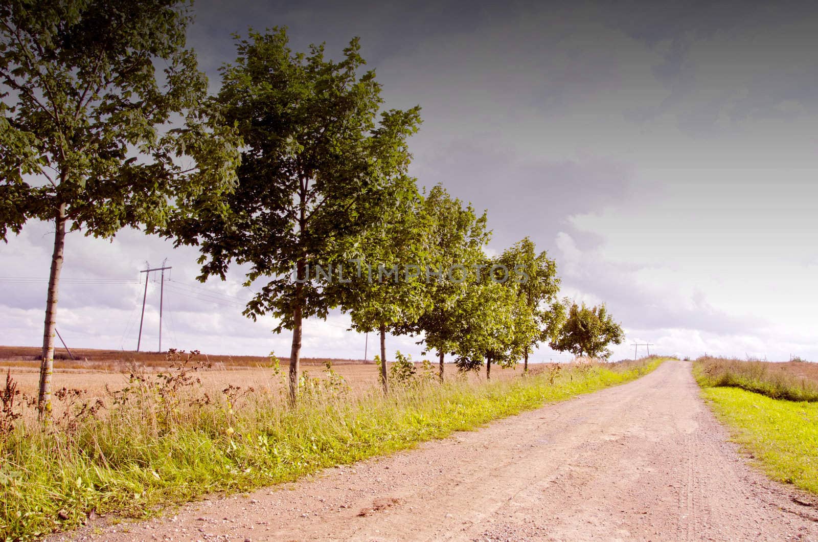 Rural gravel road with a young tree growing near it and high voltage wire line.