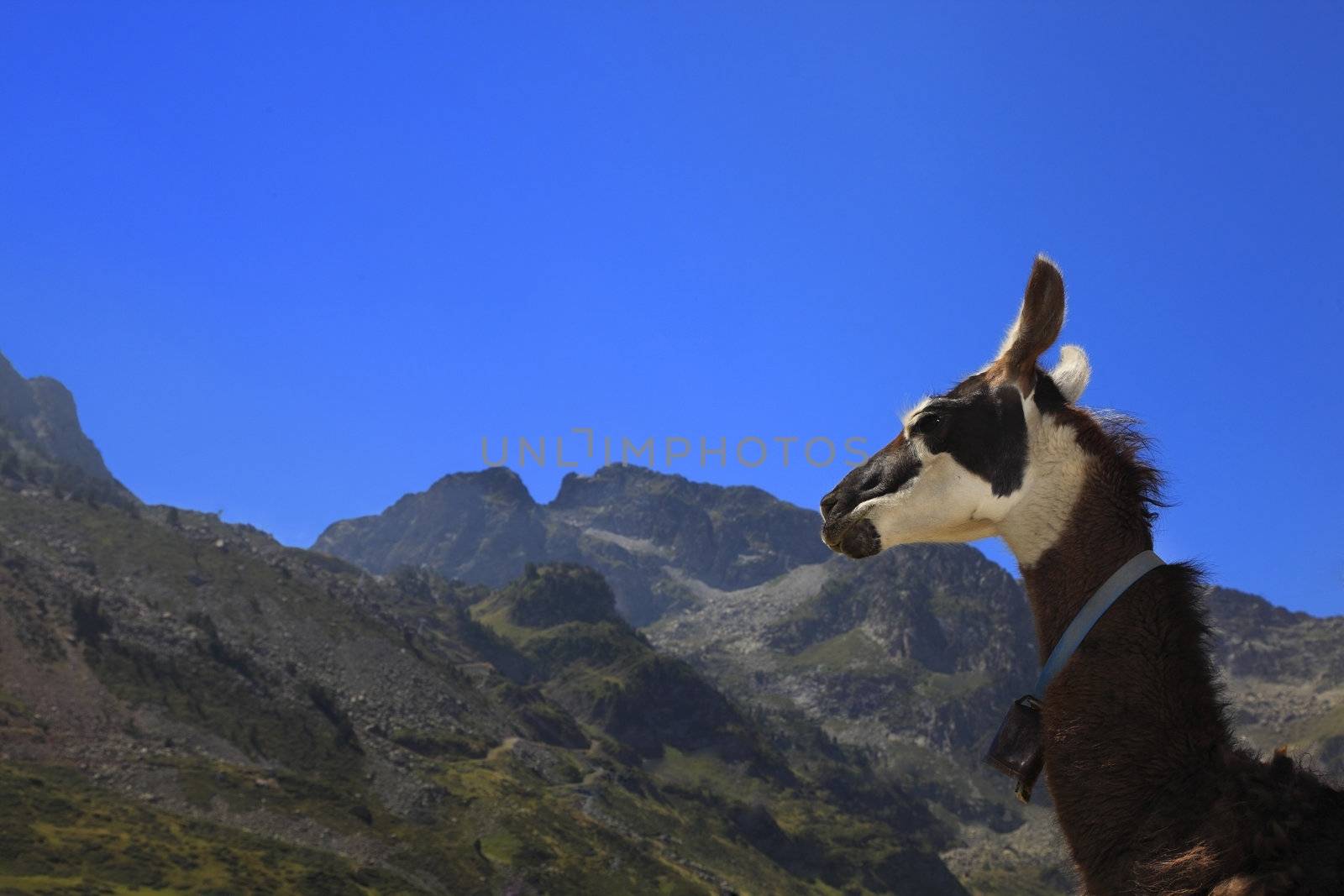 Profile of a lama in Pyrenees Mountains in the vicinity of Col du Tourmalet which is an important stage of Tour de France, which is the biggest cycling race in the world.