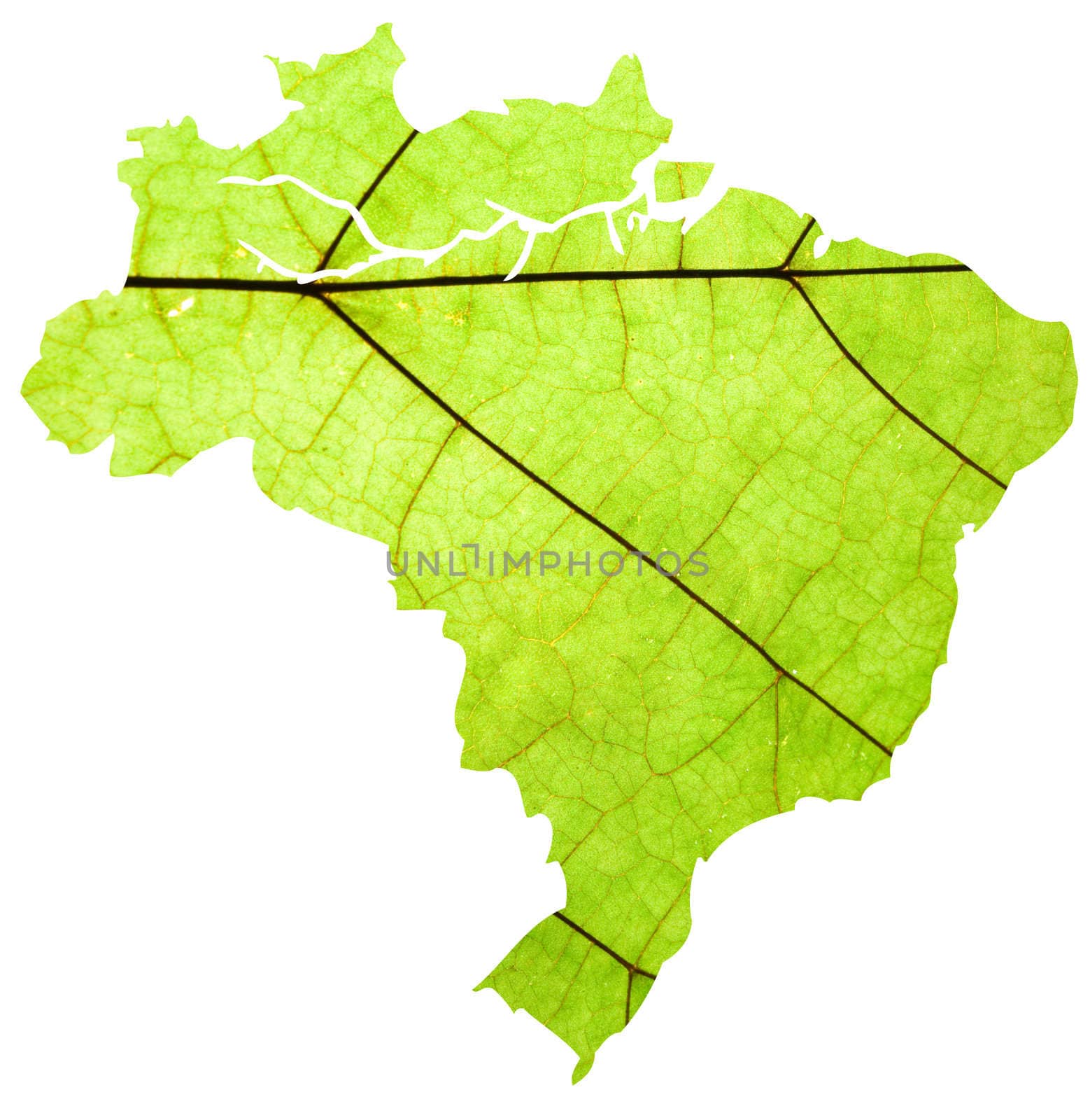 map of Brazil in green leaf detail texture