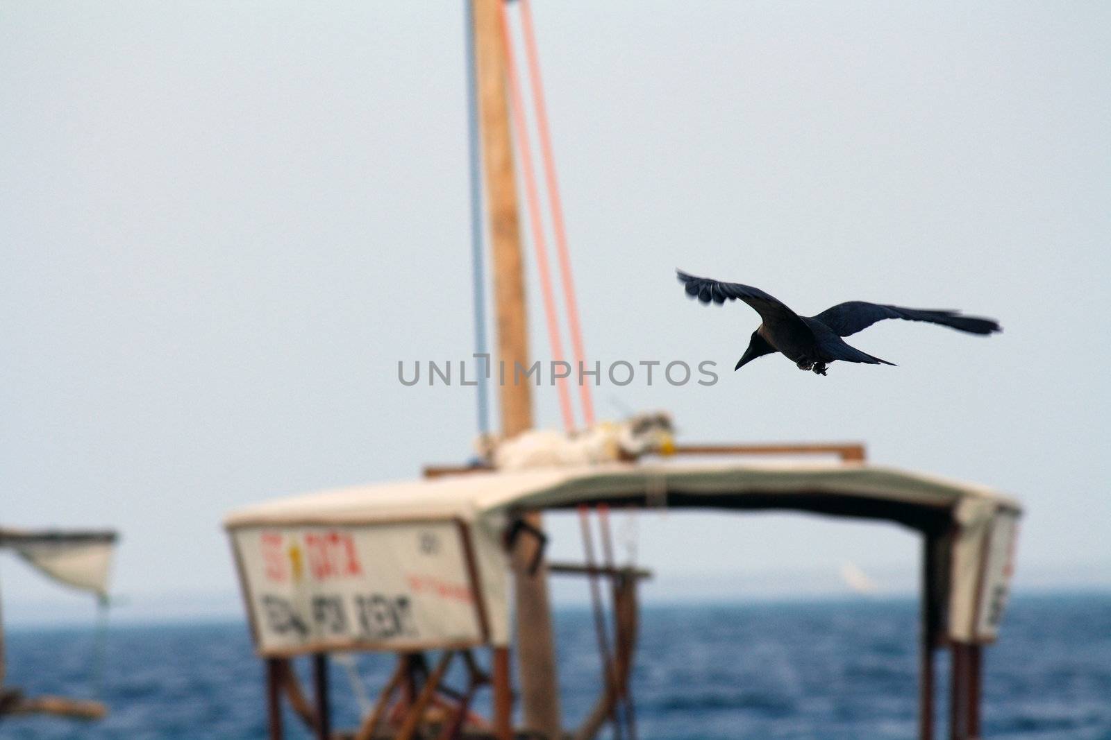 A crow flying in Nungwi, Zanzibar