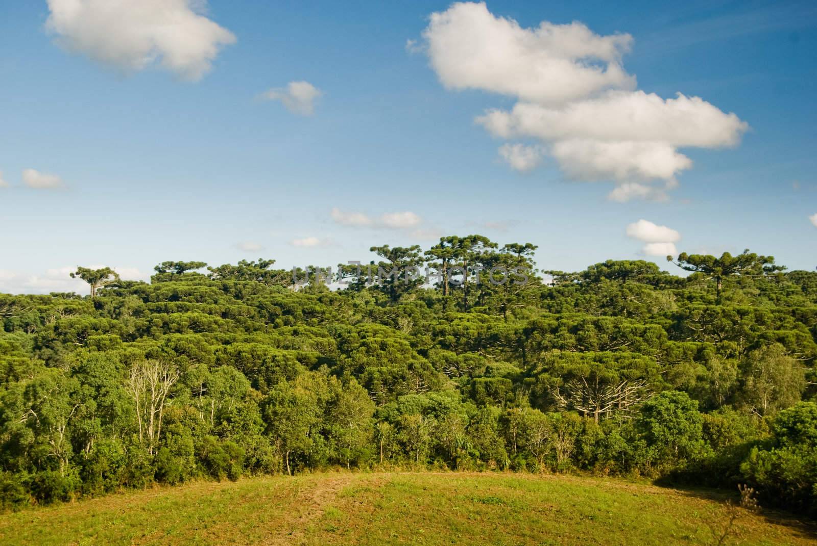 The agricultural frontier with the Araucaria forest in the state of Parana, southern Brazil. Presently less than 1% of the original area of this ecosystem.