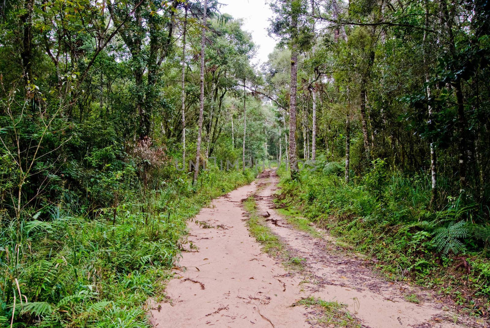 Rural road into the araucaria forest in southern Brazil, Parana State.