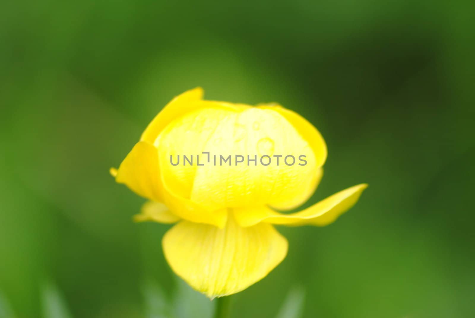 Yellow flower by Nemo1981