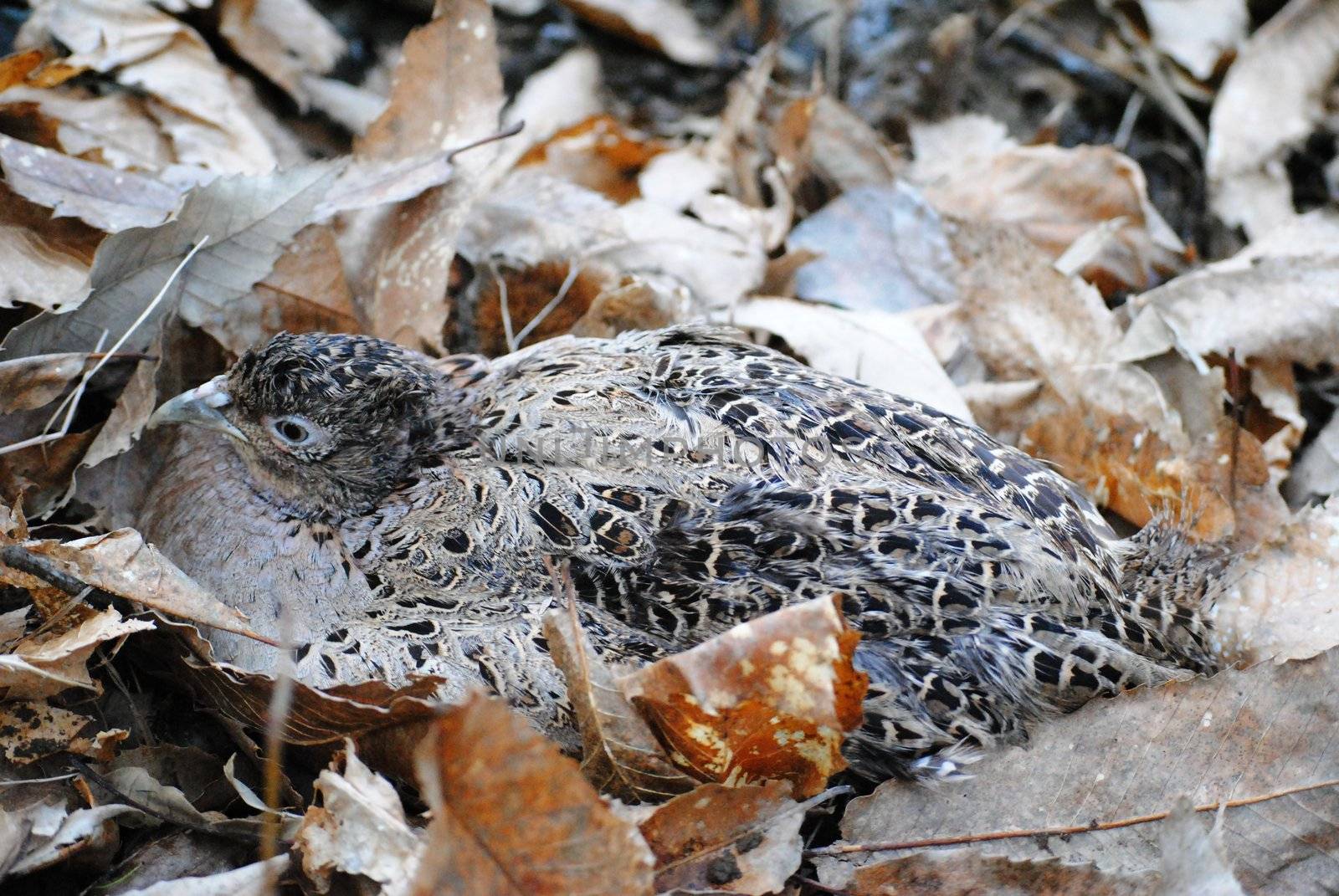 A pheasant in the dry leaves by Nemo1981