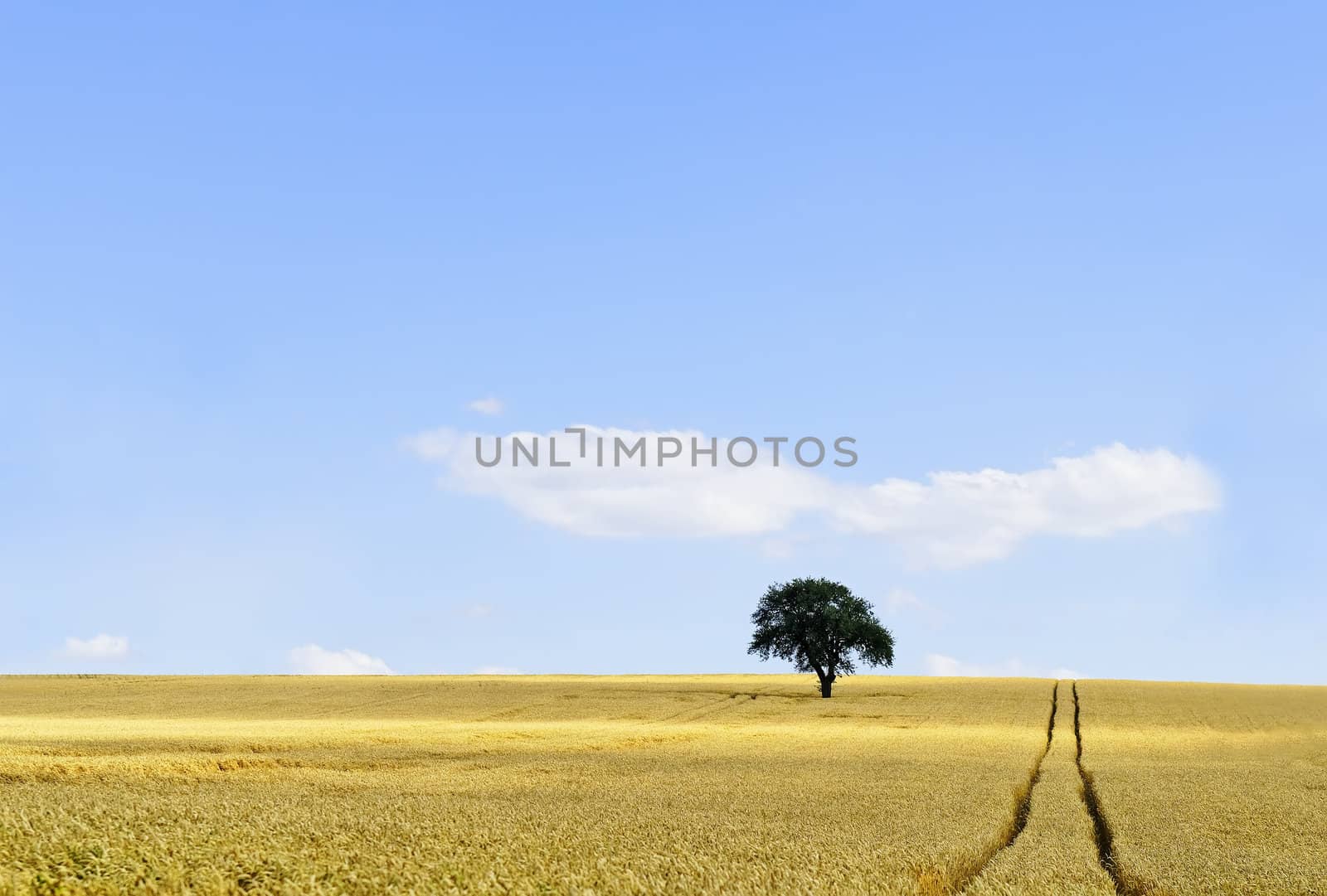 an isolated tree in a cornfield