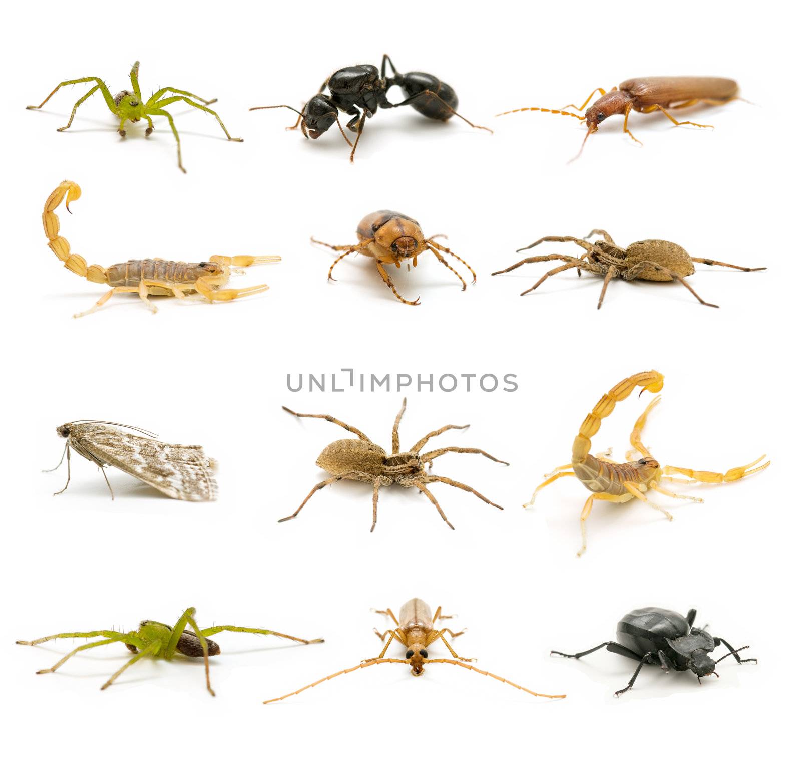 variety of insects isolated on white background
