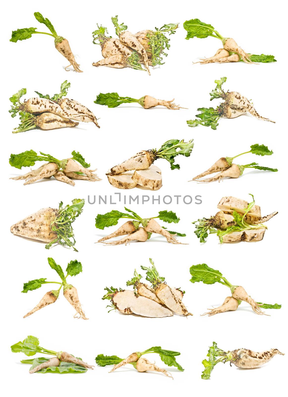 sugar beet collection isolated on white background

 