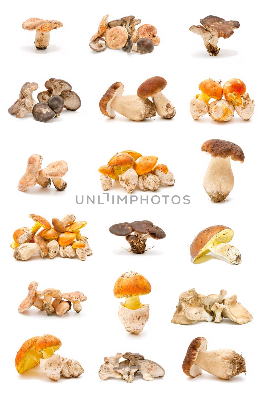 collection of edible mushrooms isolated on white background
