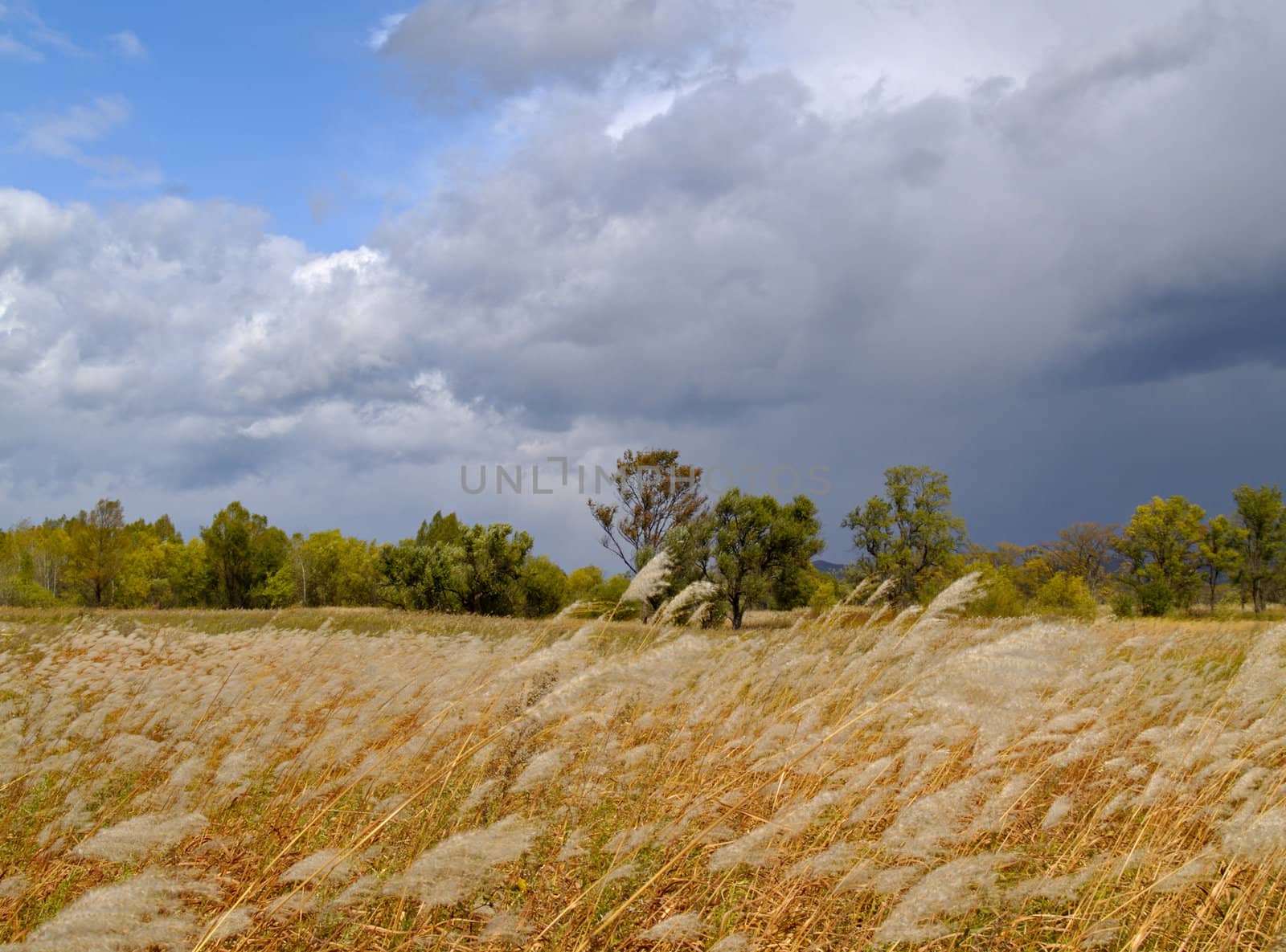 The landscape a meadow with a cane begins a rain   