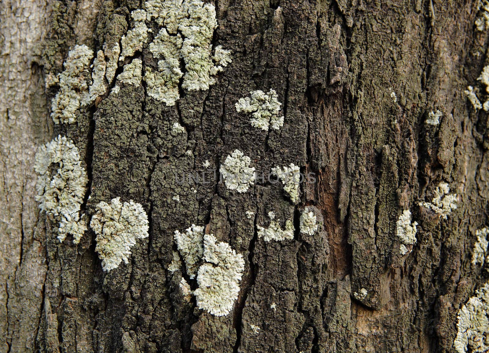 Lichen on wood surface