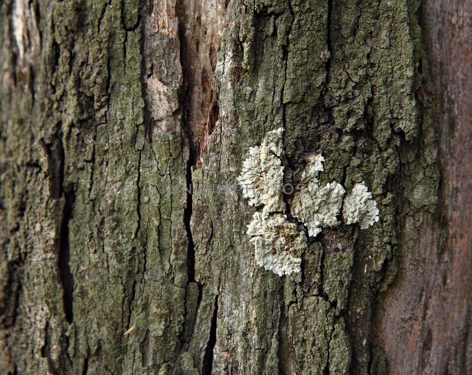 Lichen on wood surface