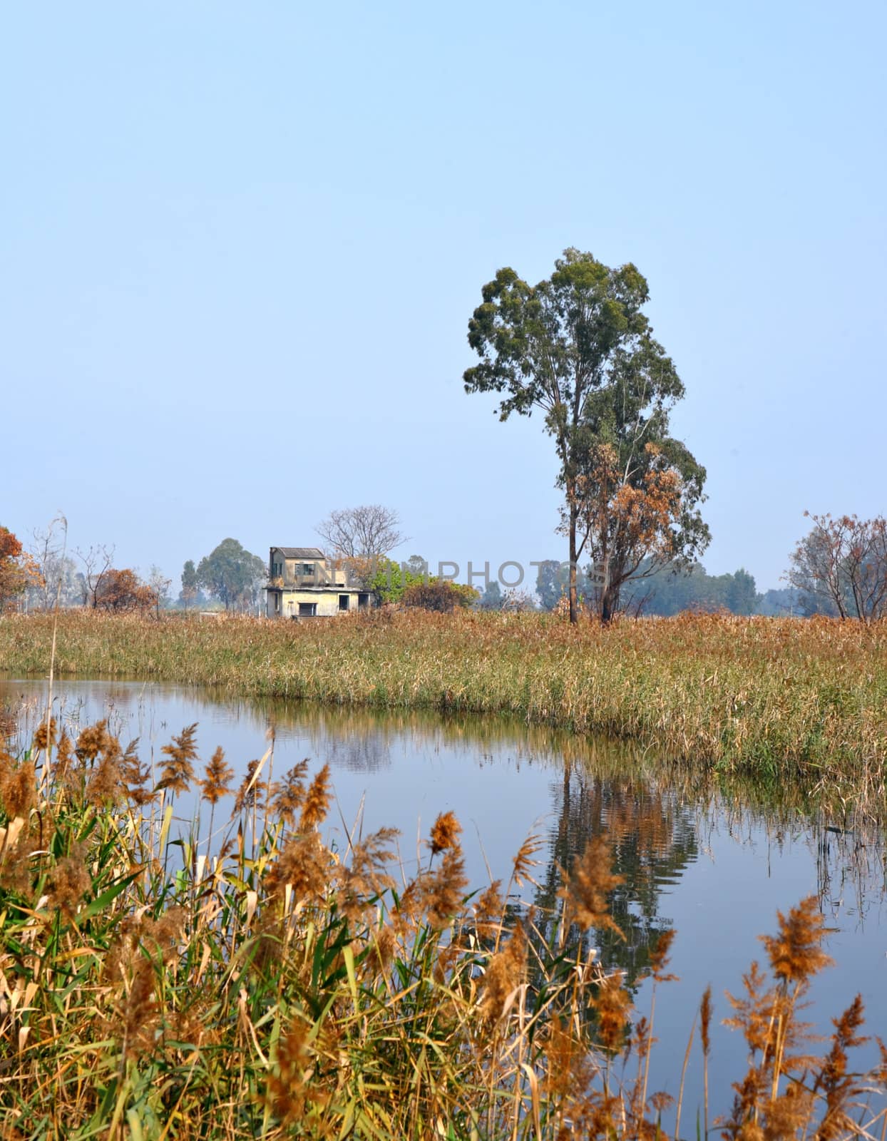 Wetland