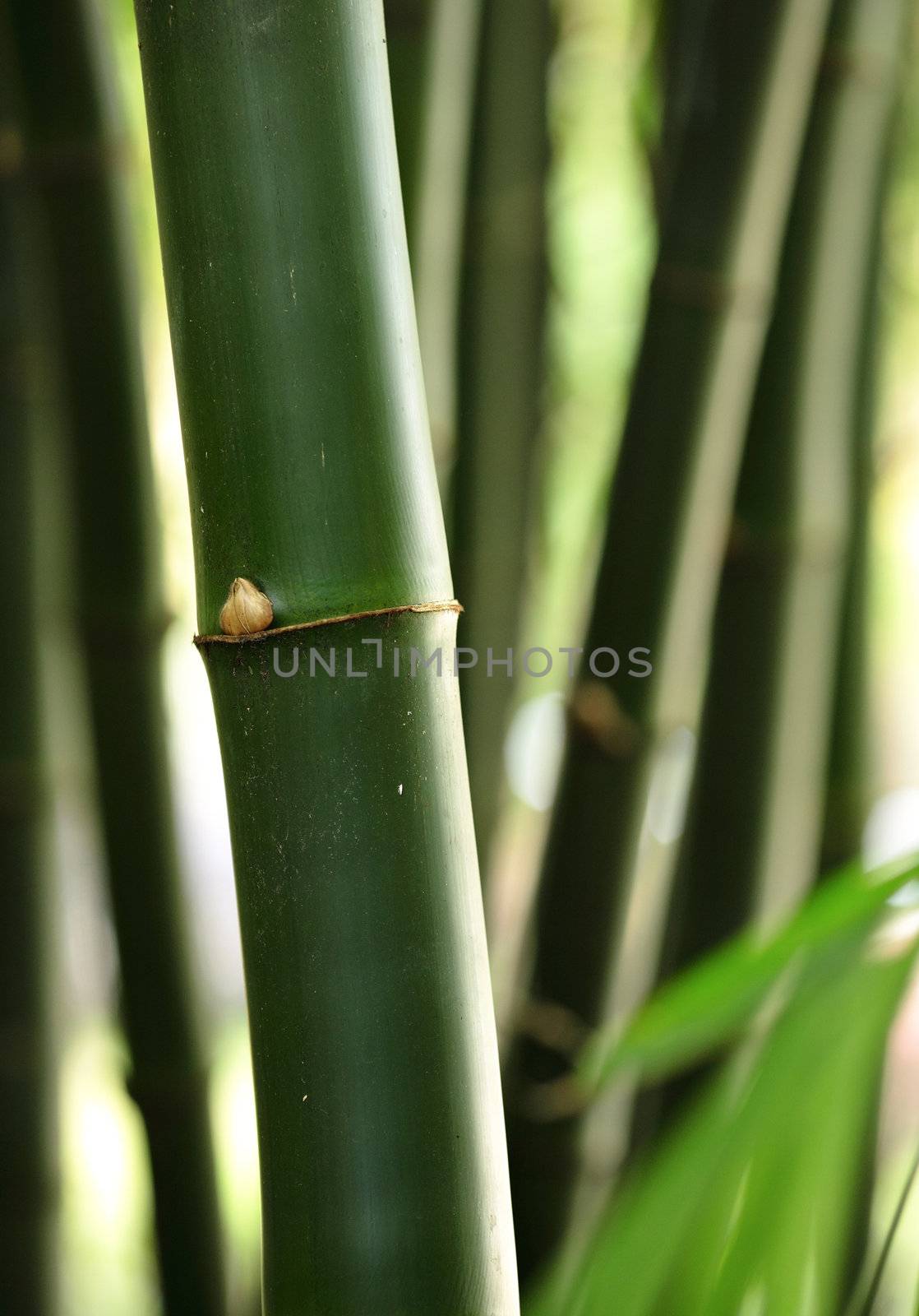 bamboo