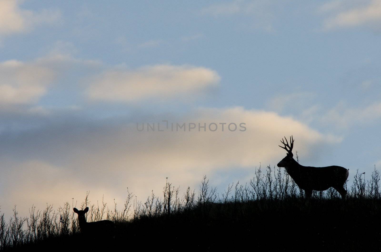 Deer Silhouette by pictureguy