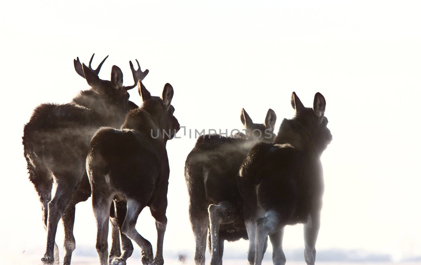 Prairie Moose Saskatchewan by pictureguy