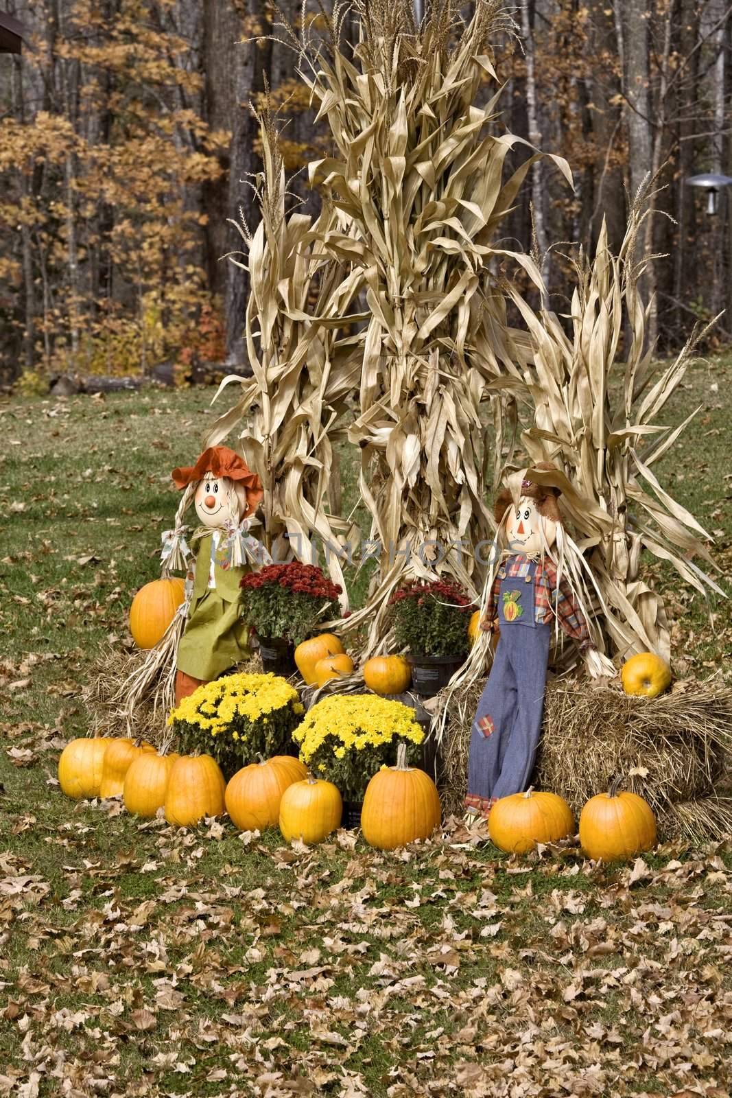 Halloween display Minnesota Pumpkin scarecrow corn maize