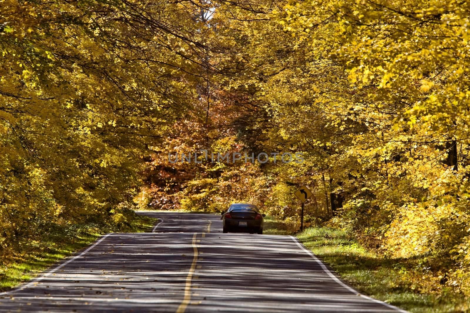 Autumn Trees by pictureguy