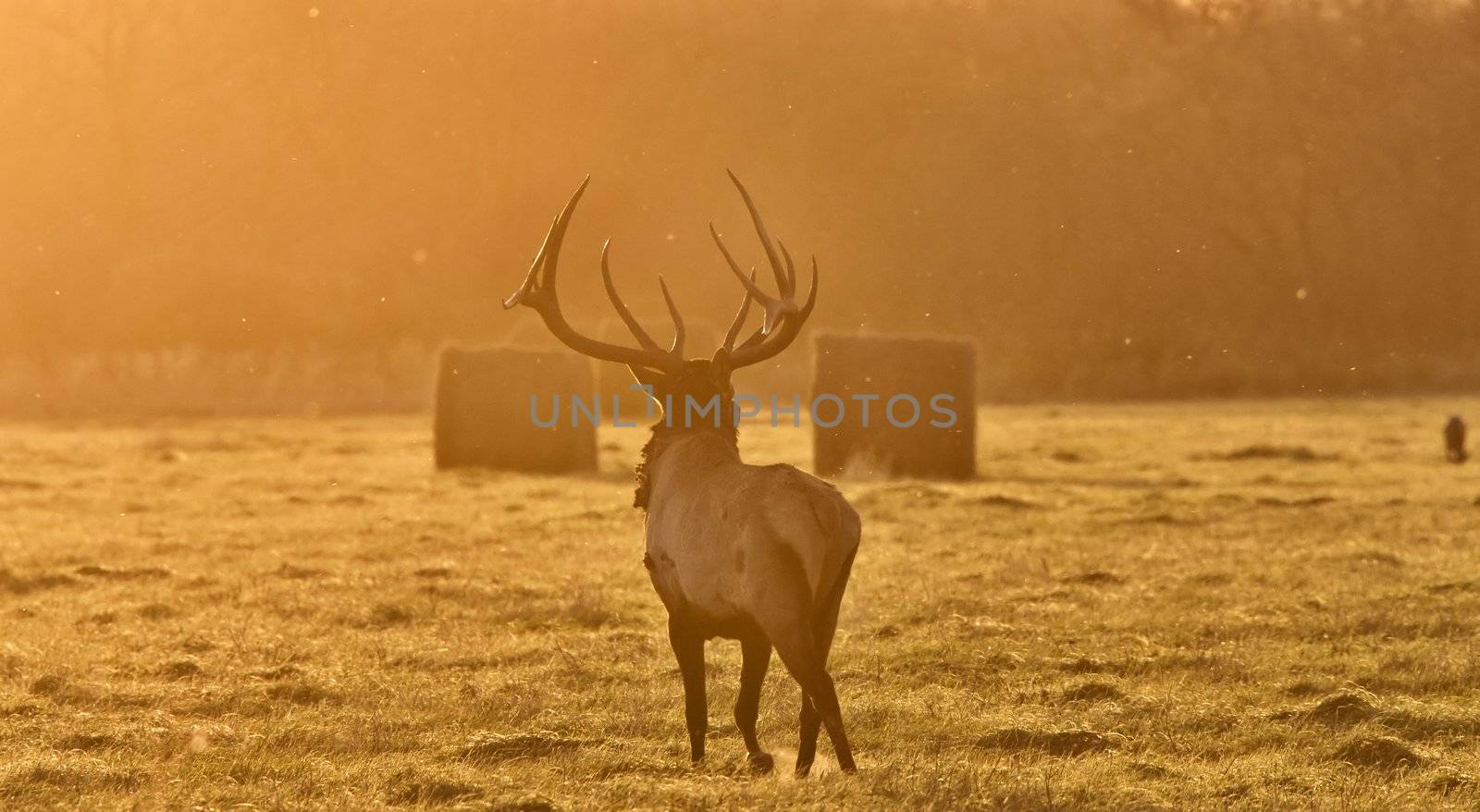 Sunset Elk Bull Saskatchewan Canada Yellow bugle