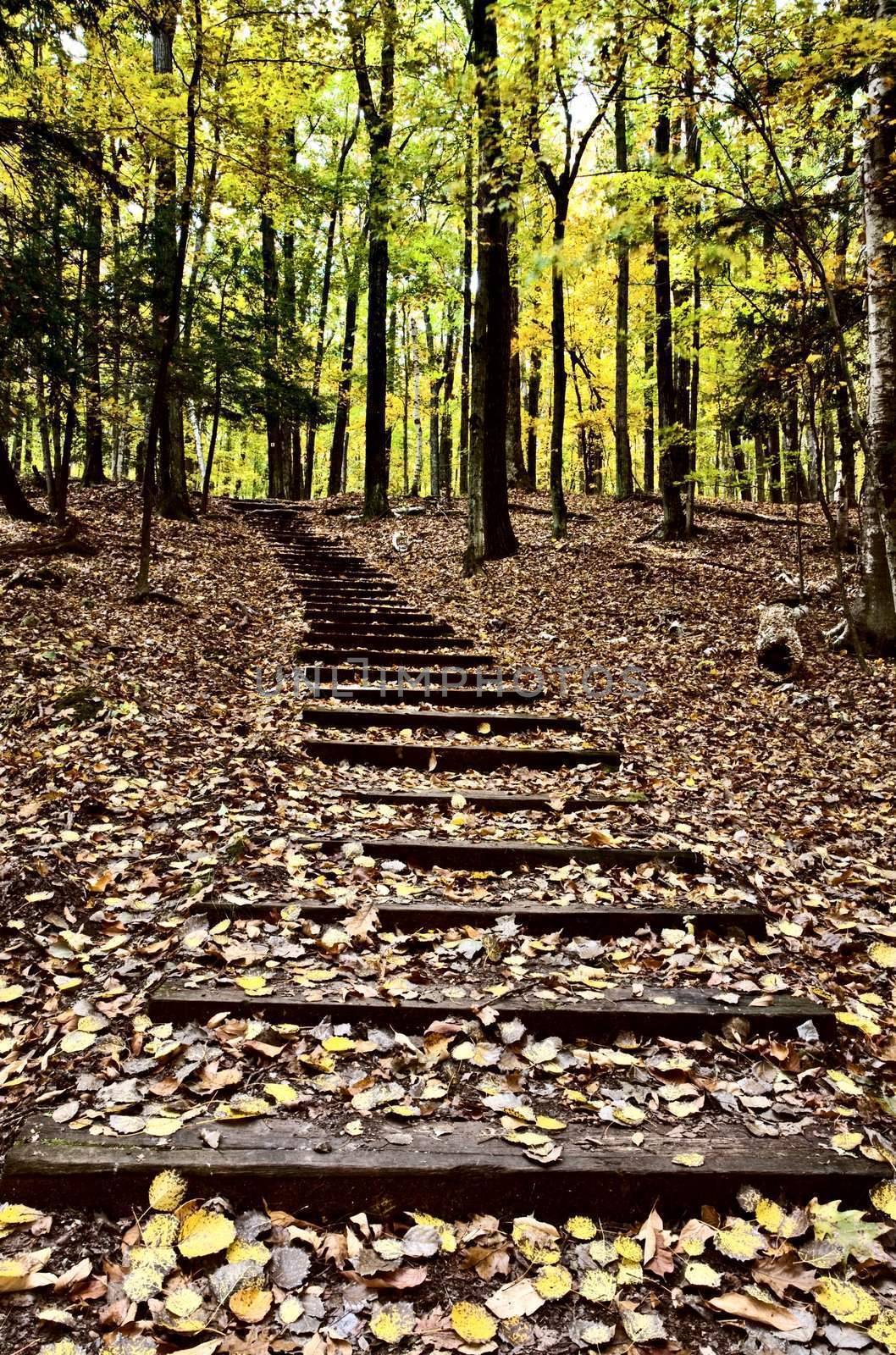 Wooden Stairs in forest Sturgeon Bay Wisconsin Potawatomi State Park