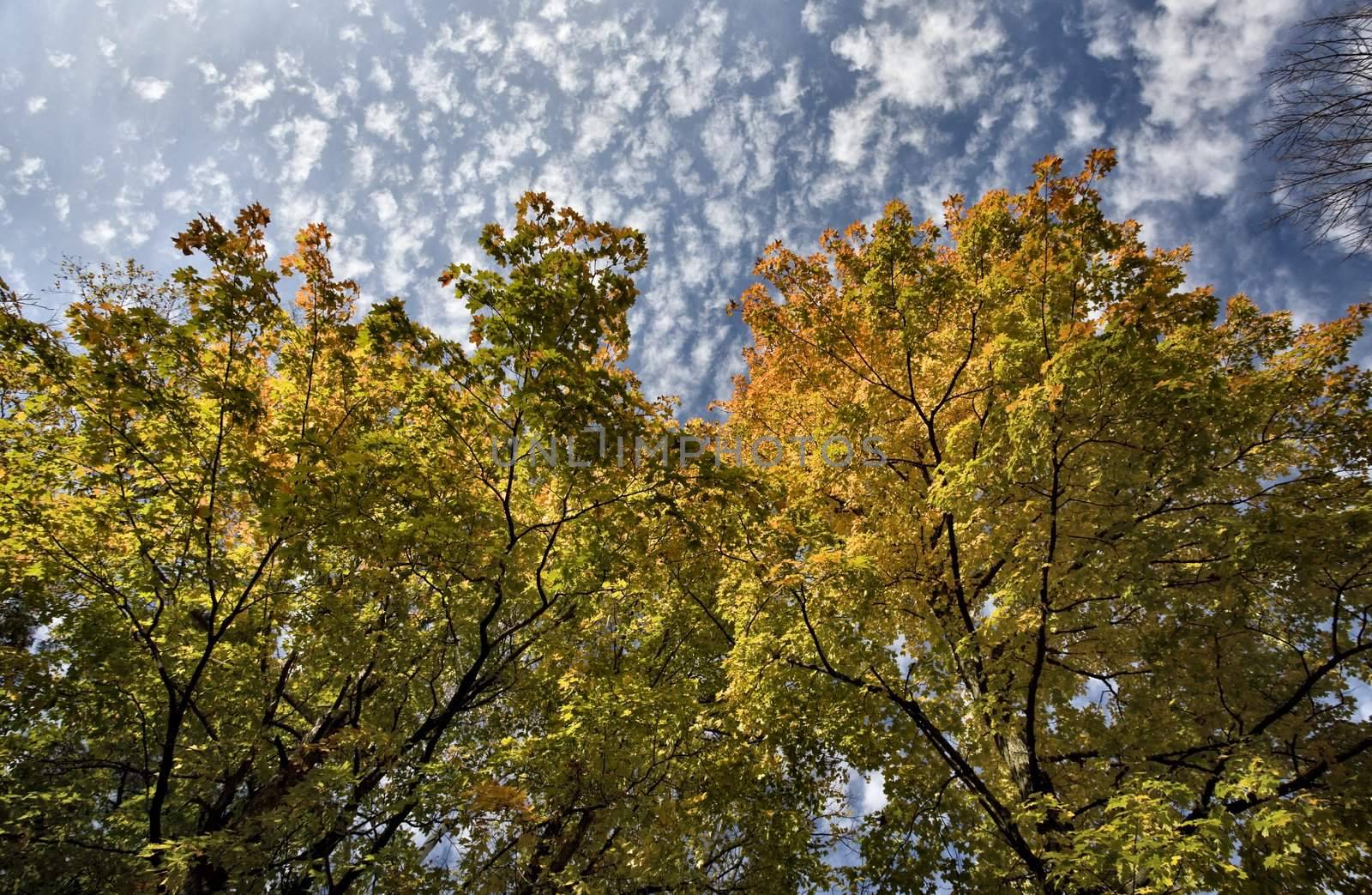 Potawatomi State Park Autumn fall colors