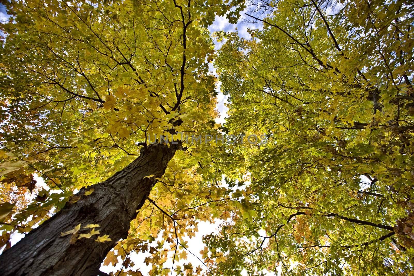 Potawatomi State Park Autumn fall colors