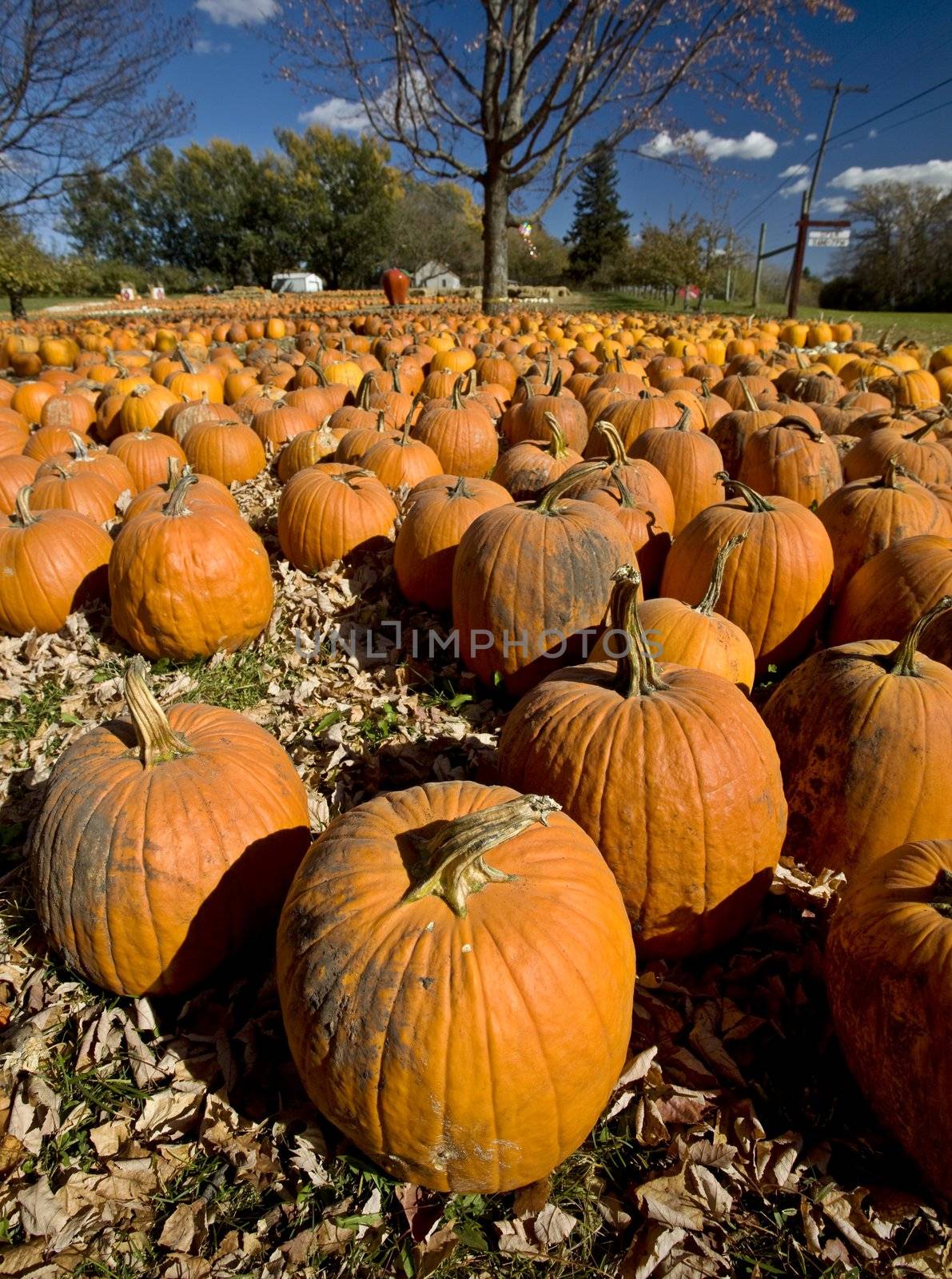 Pumpkin Patch by pictureguy