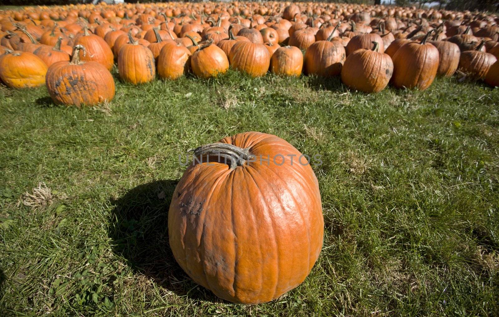 Pumpkin Patch by pictureguy