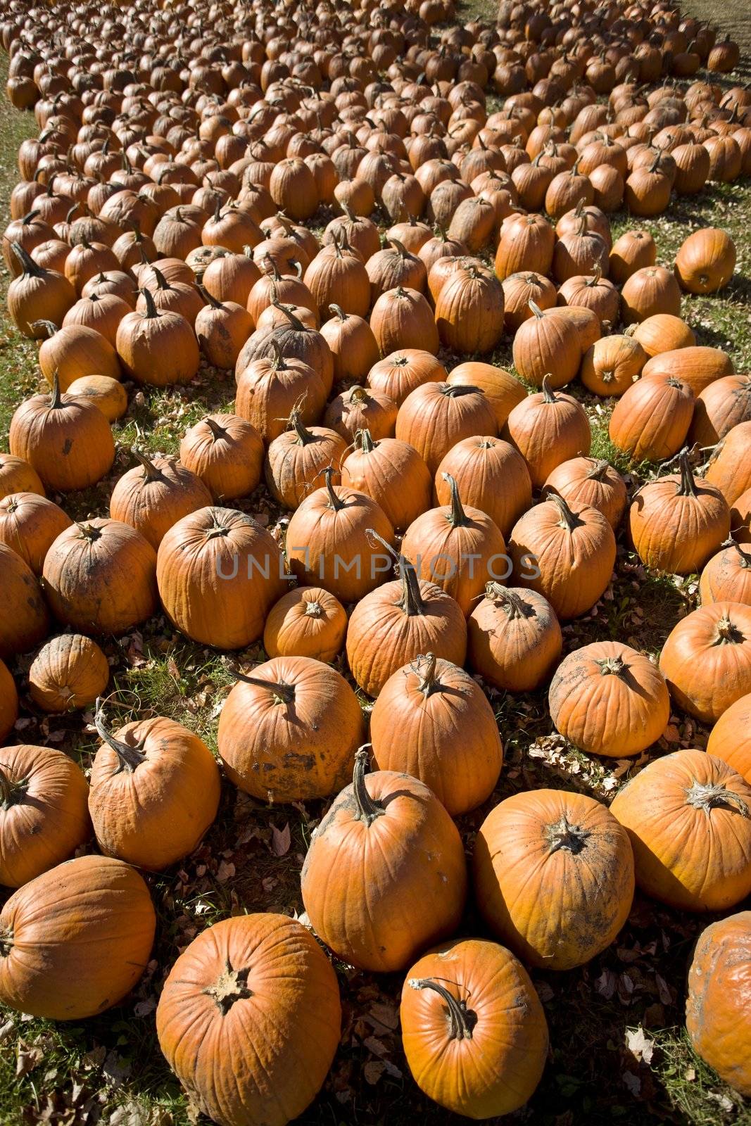 Pumpkin Patch by pictureguy