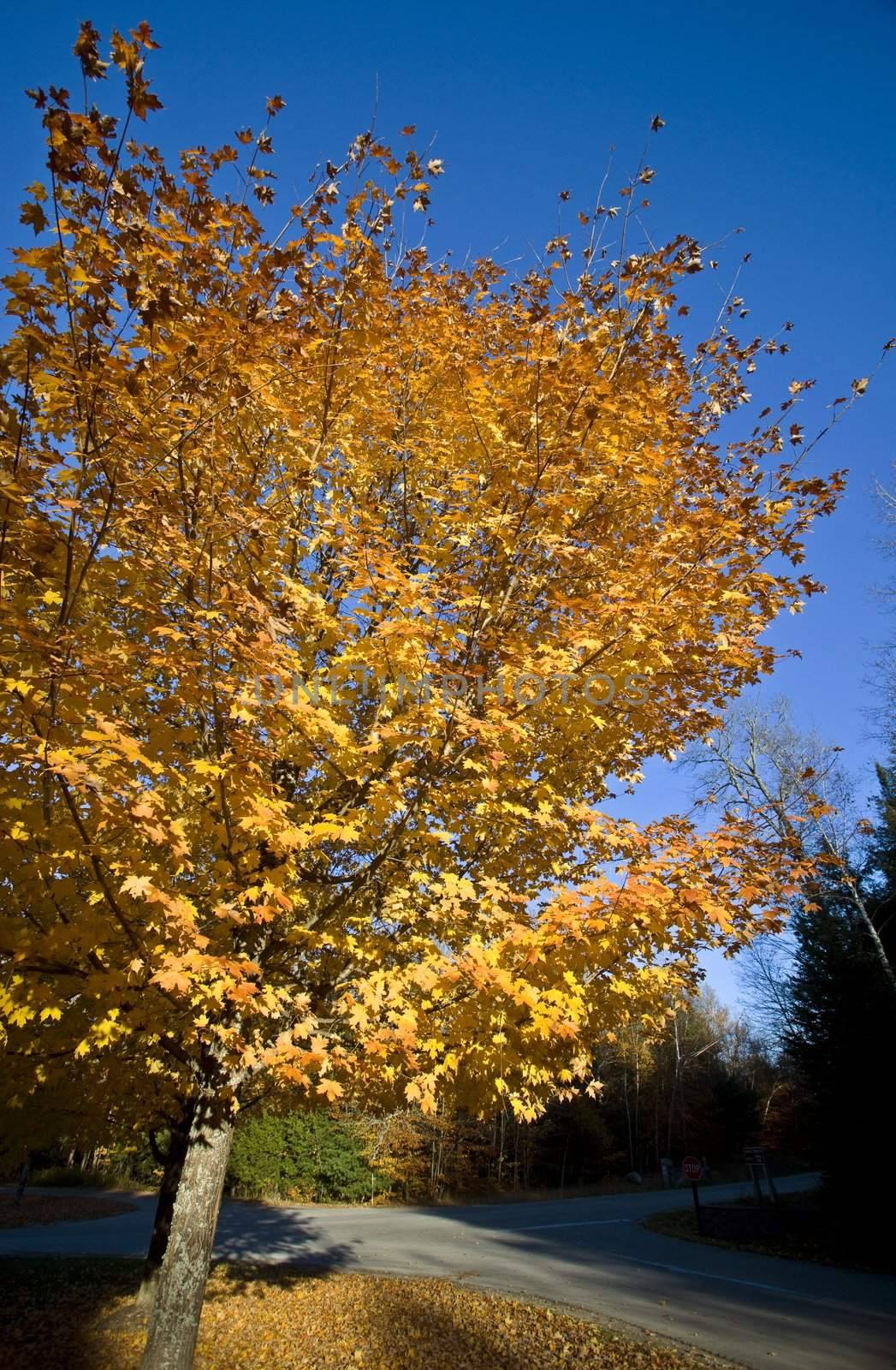 Autumn Trees fall Michigan colors beautiful red orange