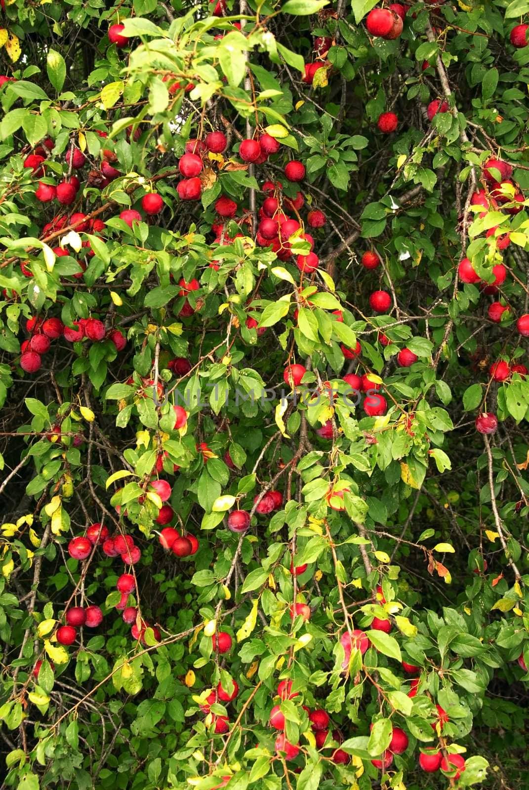 many red plums pears growing on tree closeup