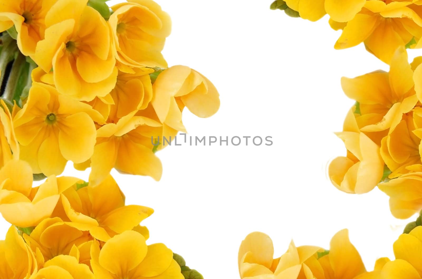 yellow spring flowers frame over white background