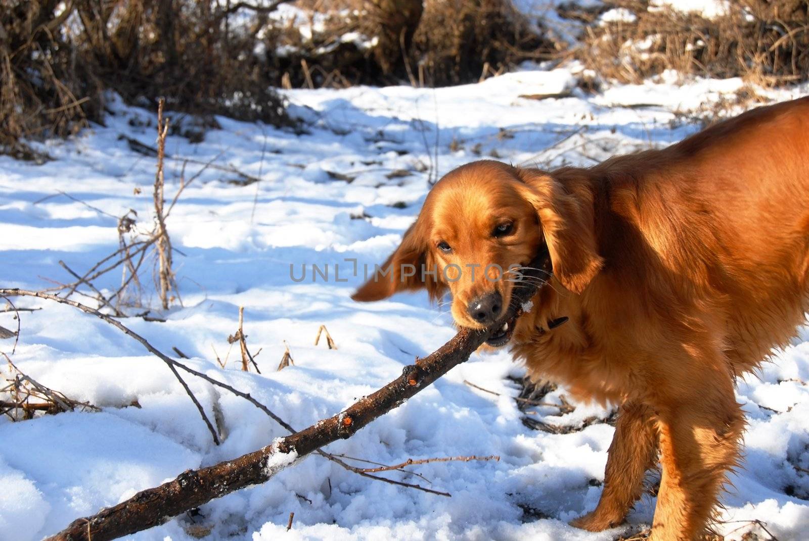 orange young golden retriever dog playing with a stick at snow