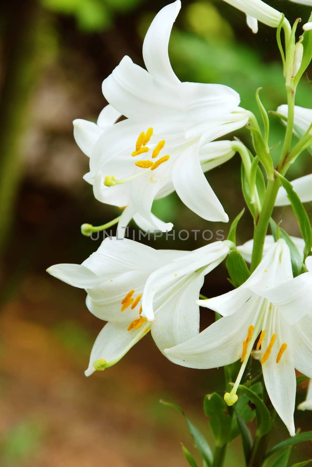 natural blooming white lily flowers details outdoors