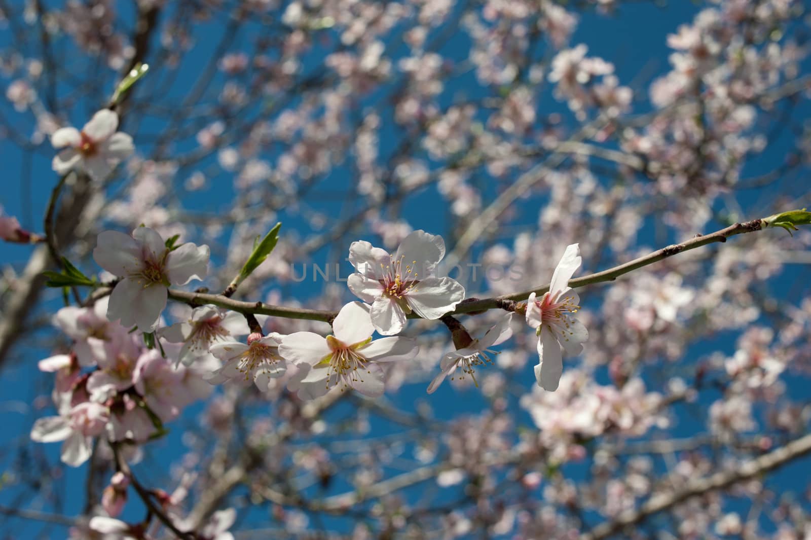 Almond tree flowering in late winter, announcing srping