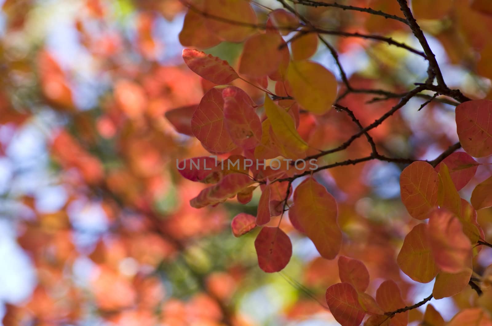 Autumn background, made of leaves with different colors