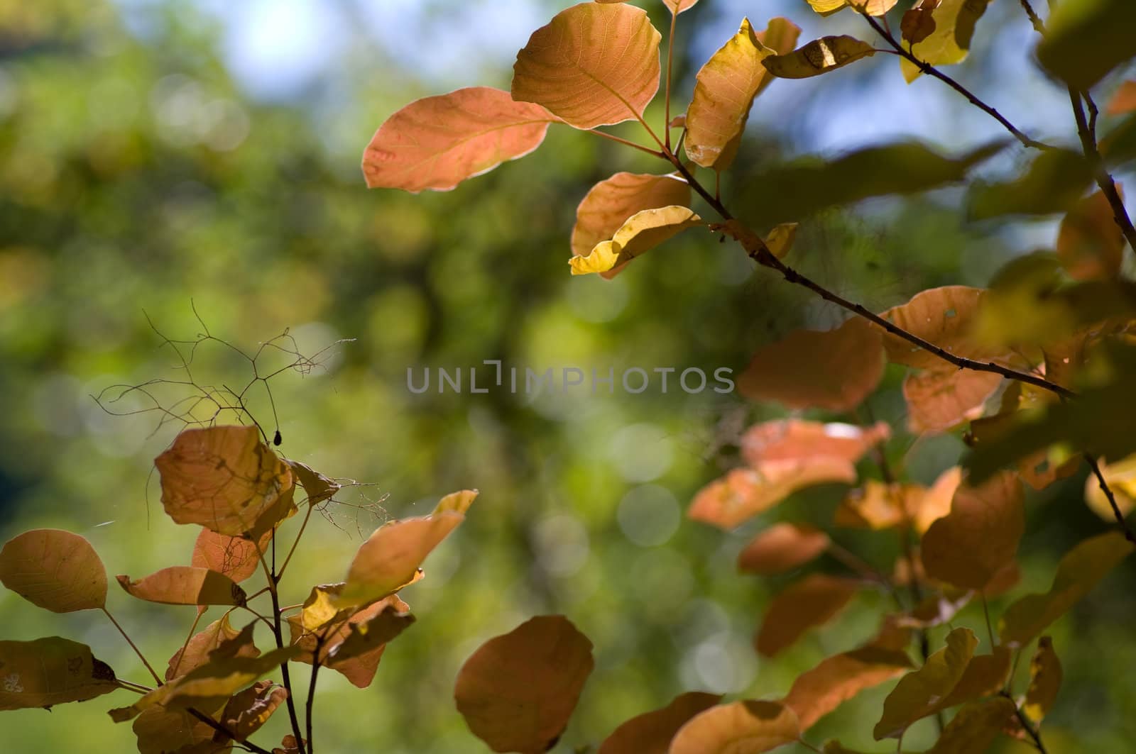 Autumn background by baggiovara