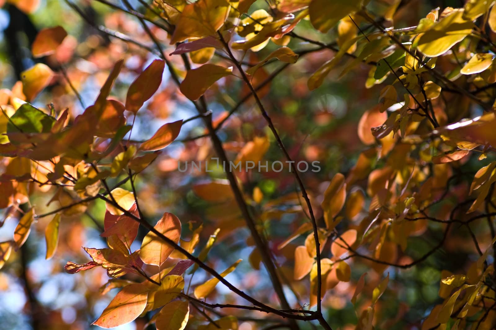 Autumn background by baggiovara